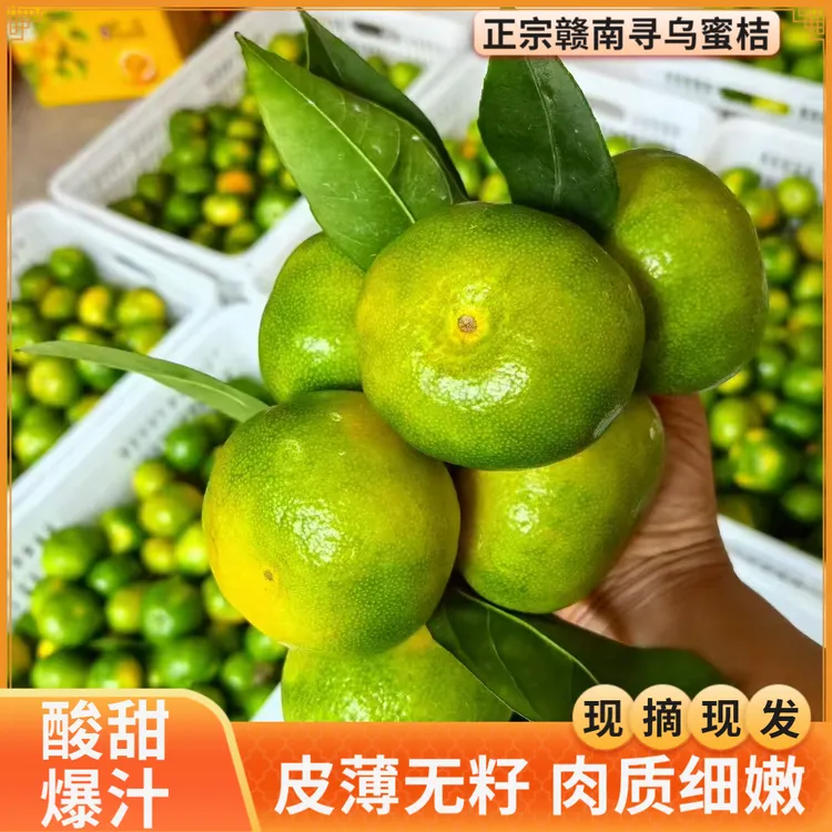 江西赣南寻乌蜜桔现摘无籽化渣皮薄肉嫩新鲜应季水果寻乌蜜桔