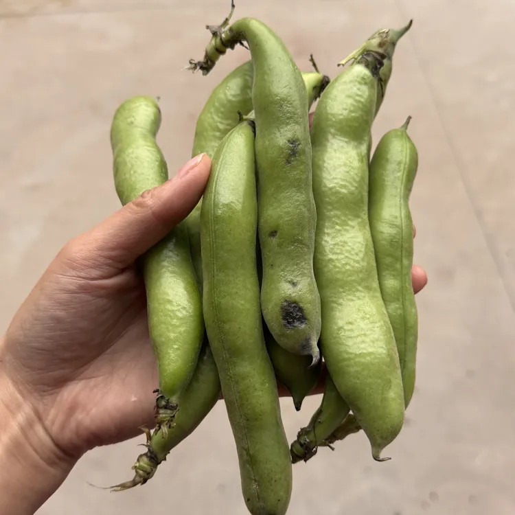 【甘肃大豌豆蚕豆】带壳鲜豌豆 现摘现发 包邮