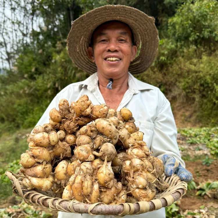 当季新鲜沙姜山奈广东双滘沙姜白切鸡椰子鸡沙姜鸡焗鸡火锅蘸料