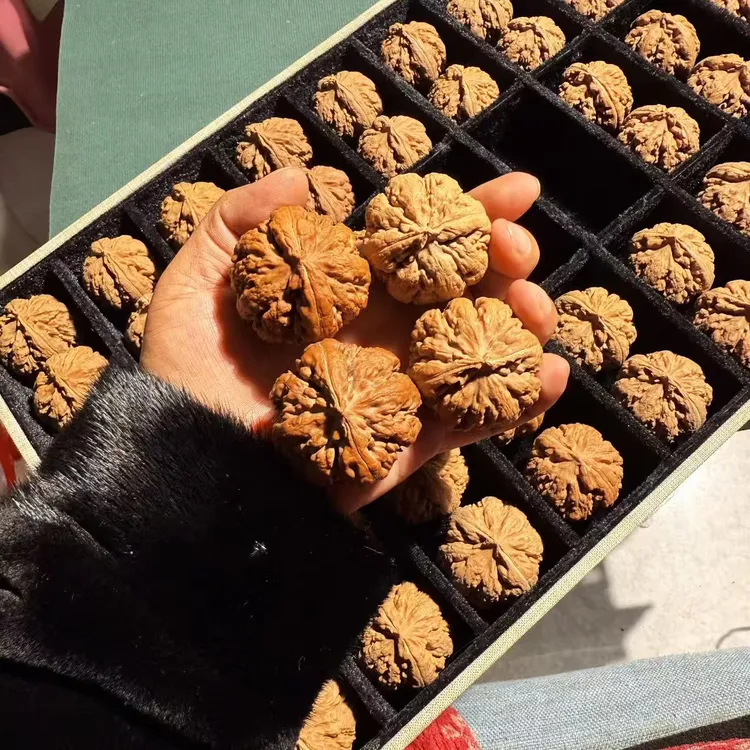 全品霸王龙 尺寸可选