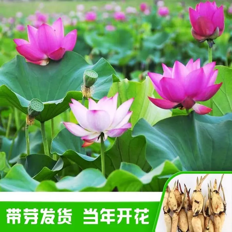 大型荷花苗池塘观赏清新食用藕苗莲花苗盆栽荷花种根苗莲藕种根苗