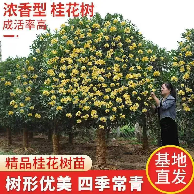 耐寒四季开花桂苗浓香型桂花树苗盆栽庭院阳台室内好养花卉绿植