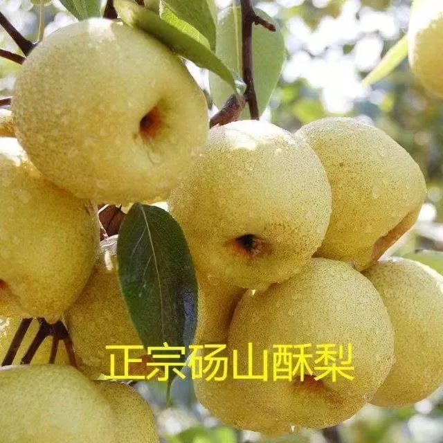 正宗砀山酥梨树苗雪花梨树苗嫁接梨树苗耐寒盆栽地栽南方北方种植