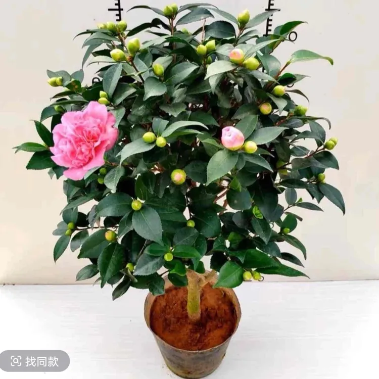 带花苞香妃茶花树苗盆栽四季浓香型室内外好养耐寒耐热绿植