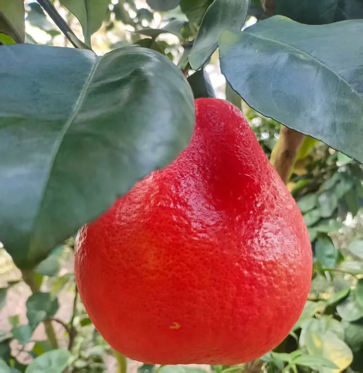 广西容县香水红柚，泰国红柚（中小果）香水柚，顺丰（21省）包邮