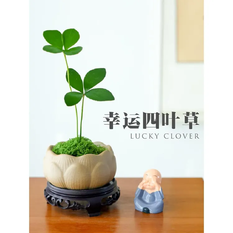 墨西哥铁树四叶幸运草室内办公桌绿植小盆栽禅意盆景迷你懒人植物