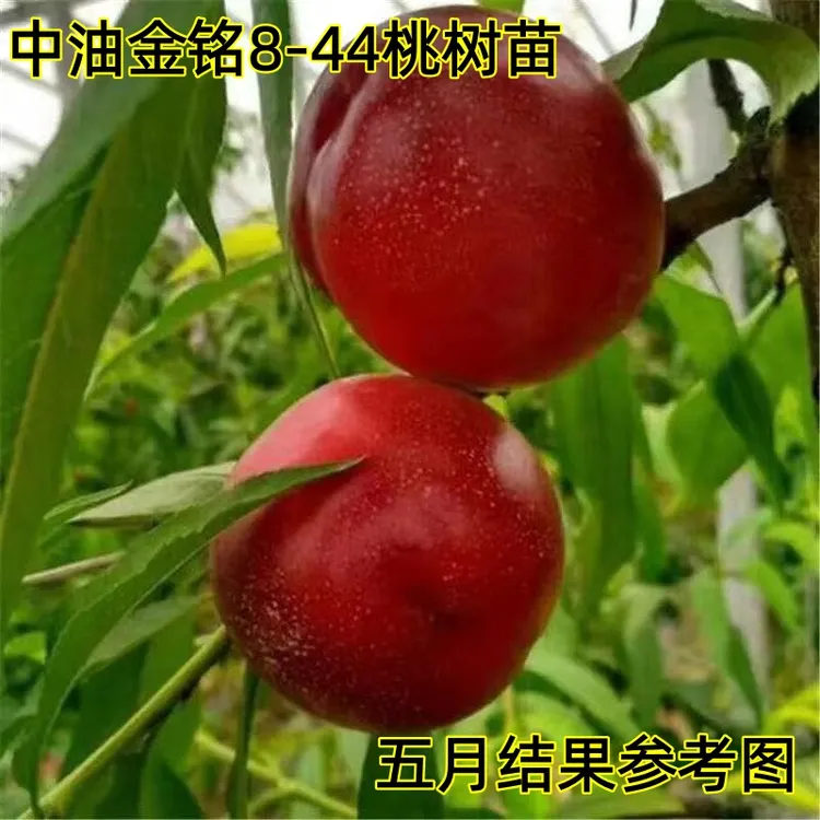 嫁接油桃树苗中油金铭8-44油桃苗早熟大果黄肉南方北方种植