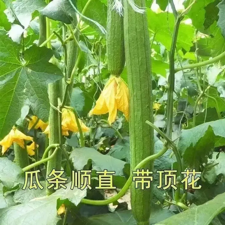 【丝瓜种子长丝瓜】种籽庭院种植菜种长香丝瓜种子肥料水溶肥叶面肥商品图