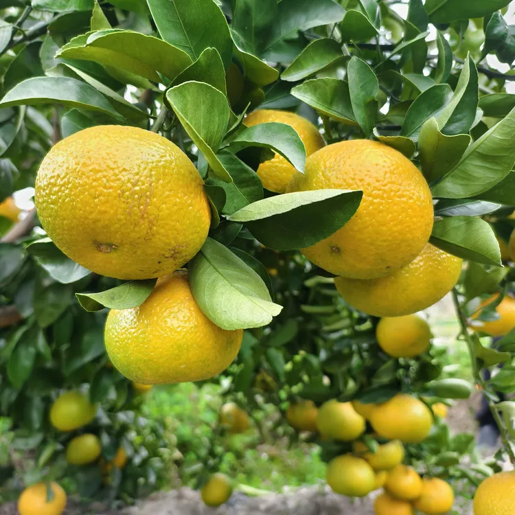 本地甜桔柚脐橙现摘现发清甜可口应季水果