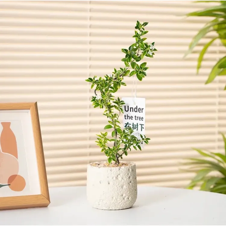 六月雪桌面精致盆栽