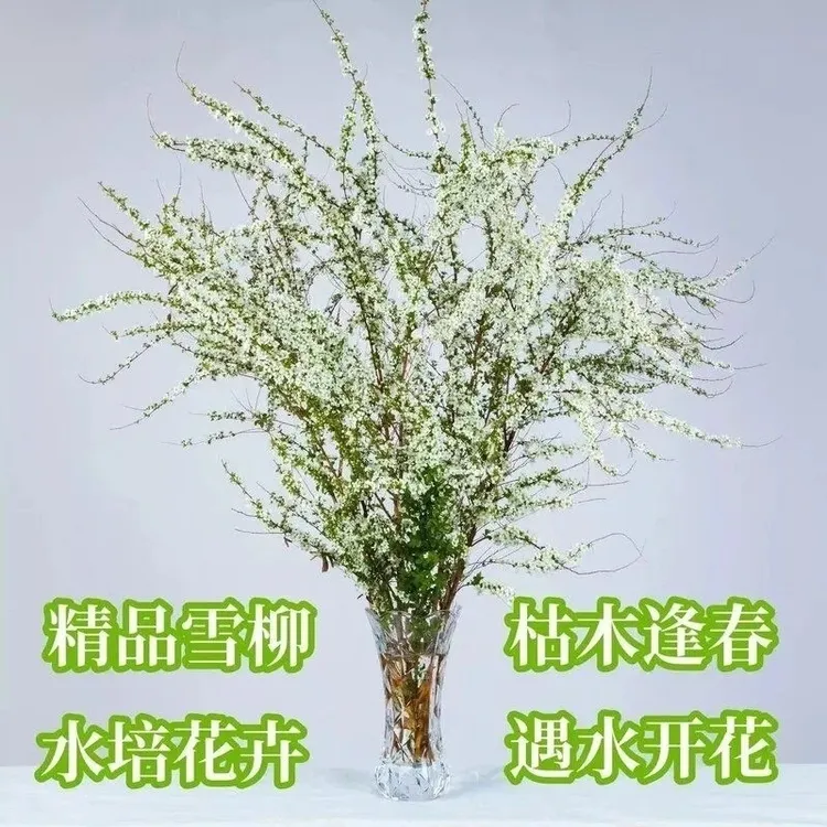 【新疆西藏包邮】雪柳鲜枝干枝盆栽喷雪花水培植物花卉室内遇水开花