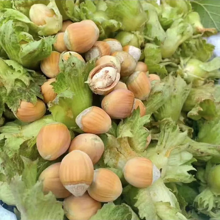 新鲜东北水瓤青皮大榛子水仁饱满