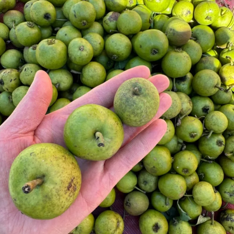 伊春嘉荫大山里野生山梨五斤