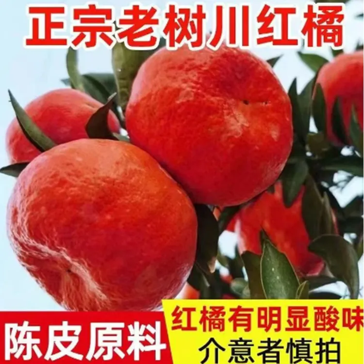 【小凤】老树川红橘大红袍新鲜现摘可做陈皮水果罐头酸甜有籽古红橘