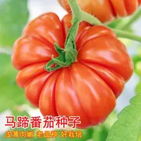 【满五包包邮】马蹄番茄种子沙瓤大西红柿苗蔬菜籽农家菜园