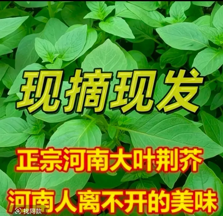 河南新鲜荆芥农家自种现摘现发凉拌可做汤多种做法调味菜包邮