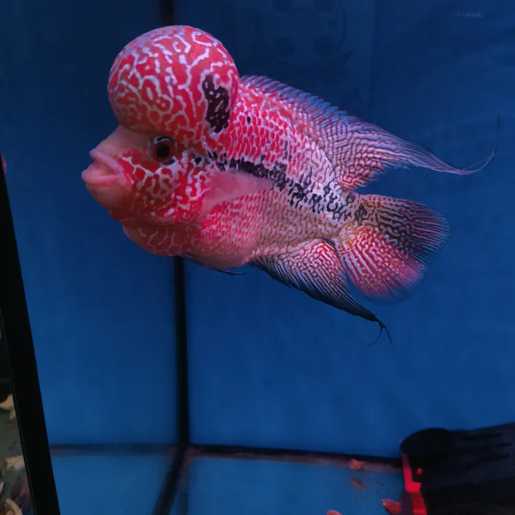 精品罗汉鱼活体热带观赏鱼好养耐活渔场发货