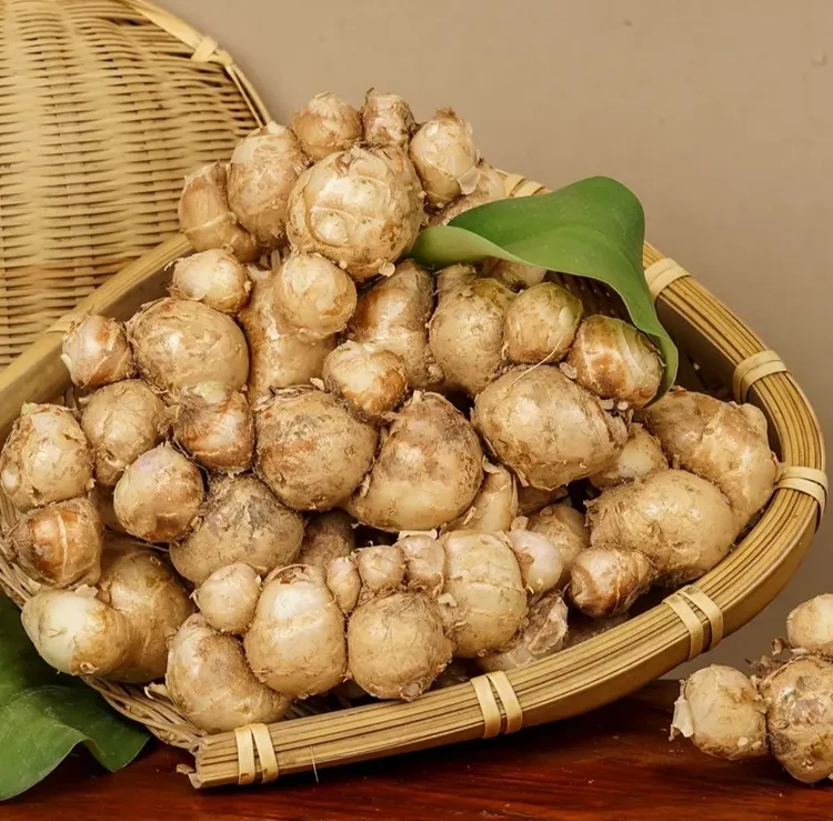 新鲜沙姜广东阳春特产山奈三奈可作白切鸡椰子鸡香料调味去腥