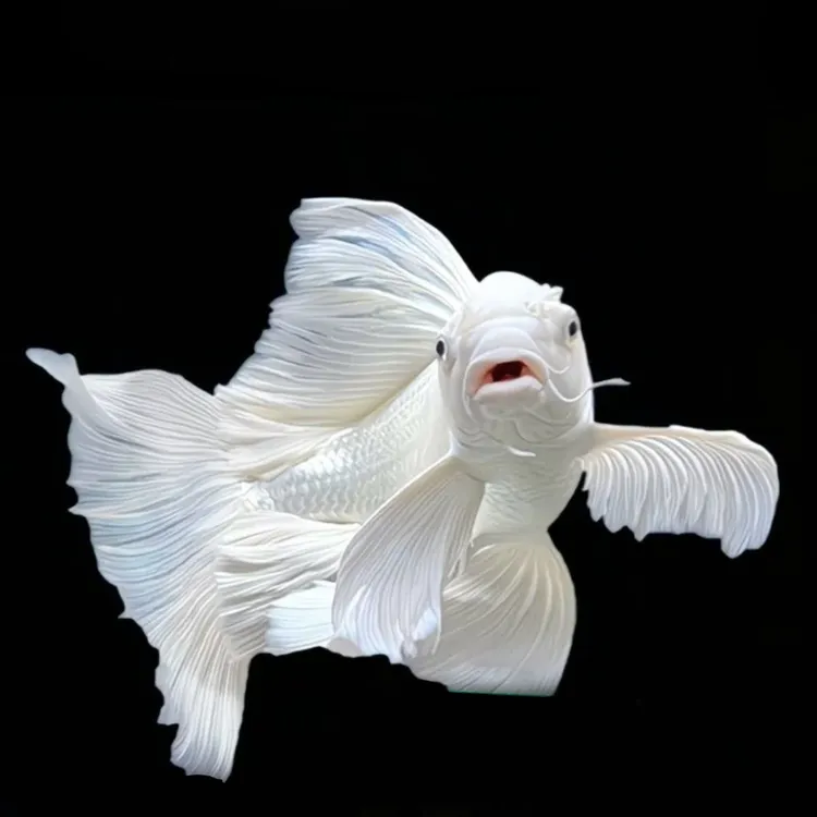 蝴蝶鲤台湾纯种蝴蝶鲤精品短身球体圆鳍大尾冷水观赏鱼