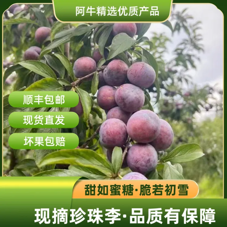 广西乐业高山珍珠李
