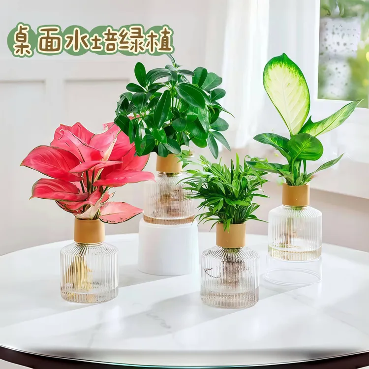 【买三送一】鸭脚木椰子玛丽安吉利红色植物水培喜阴绿植桌面盆栽