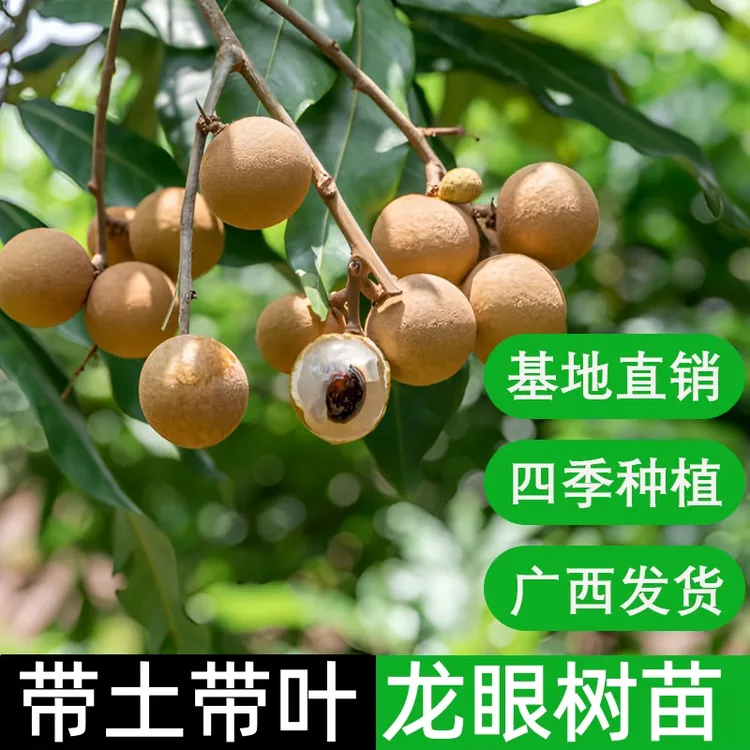 龙眼树苗四季龙眼苗石峡储良桂丰龙眼苗嫁接果树苗南方四季盆栽