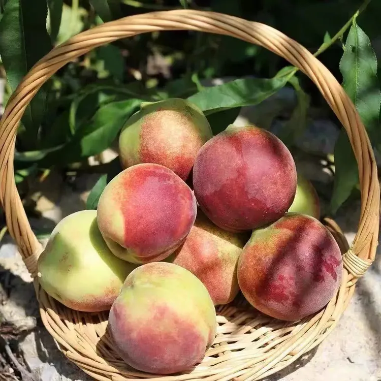 正宗山东现摘冬雪蜜青州脆蜜桃山桃小毛桃甜脆多汁离核新鲜水果