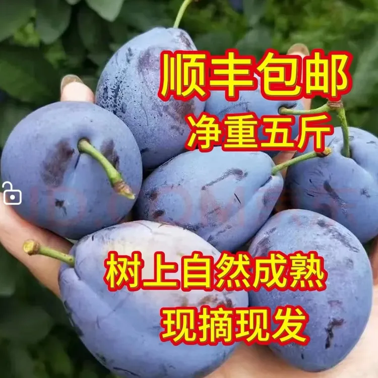 大果甘肃蓝蜜西梅〈农户自家果园〉树上自然成熟（净重五斤）