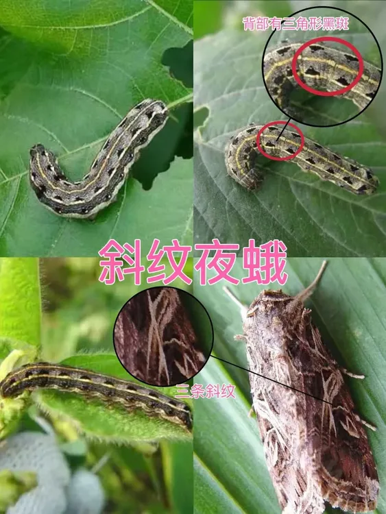 黄杨卷叶螟绢野螟斜纹夜蛾通用型花卉除虫绿植杀虫药