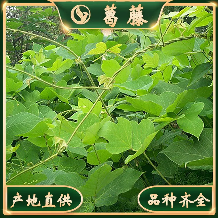 葛藤种子边坡绿化藤本植物沙土巩固爬藤 多年生耐旱护坡 量大从优