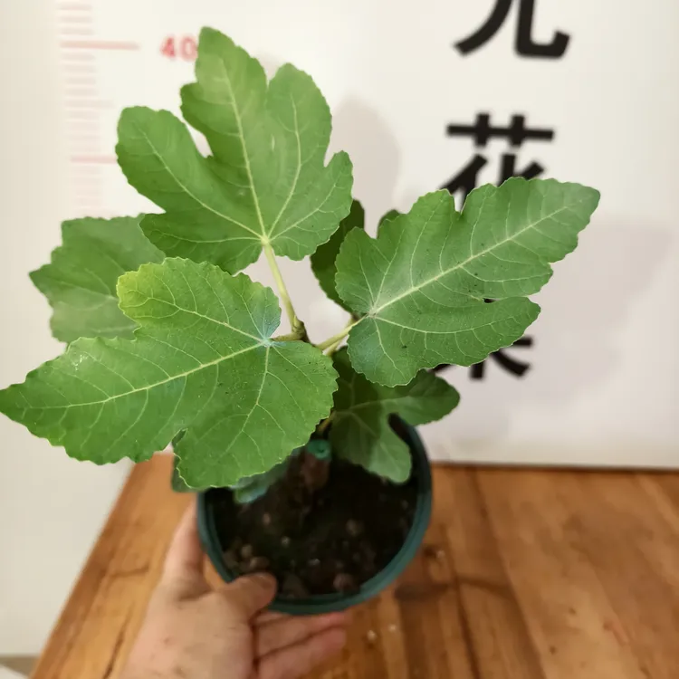 青皮无花果苗带盆发货~绿皮红肉蜜甜