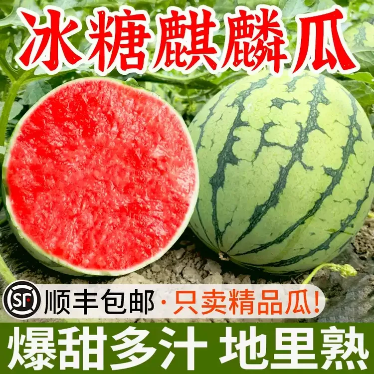 正宗麒麟头茬西瓜薄皮红瓤无籽脆甜多汁新鲜水果当季采摘冰凉可口