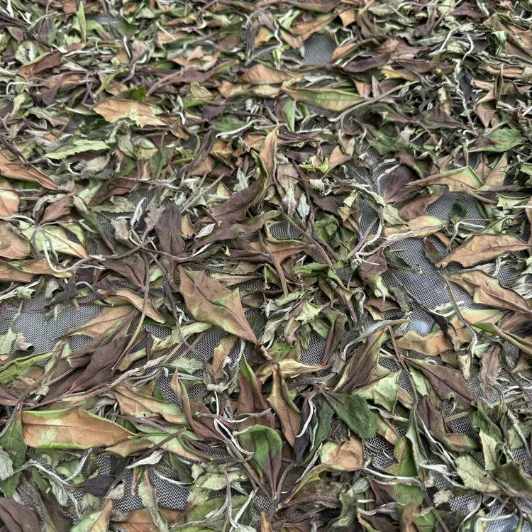 2025年白露茶福鼎白茶管阳高山秋寿眉