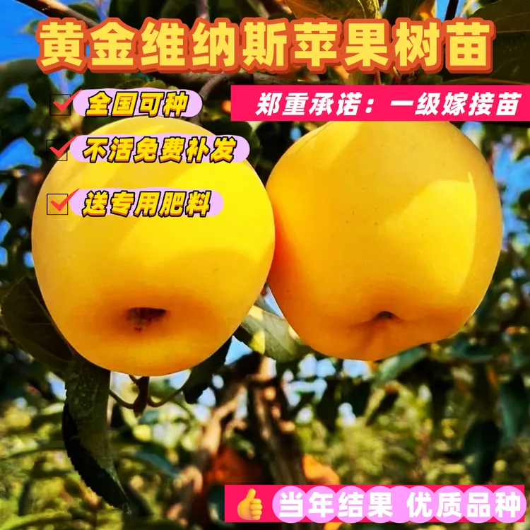 【正宗黄金维纳斯苹果树苗】耐寒耐热脆甜苹果树苗盆栽地栽当年结果