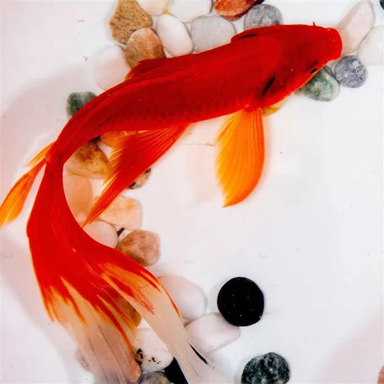 长尾大红草金活体金鱼活鱼锦鲤好养淡水观赏鱼冷水不加温鱼苗招财
