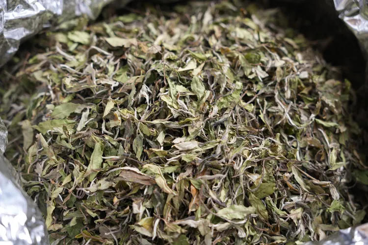 【 早春贡眉】2019纯日晒早春贡眉  花香馥郁 口齿留香