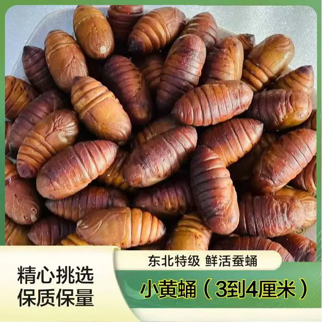 东北特产柞蚕蛹现割现发货小黄蛹3-4厘米