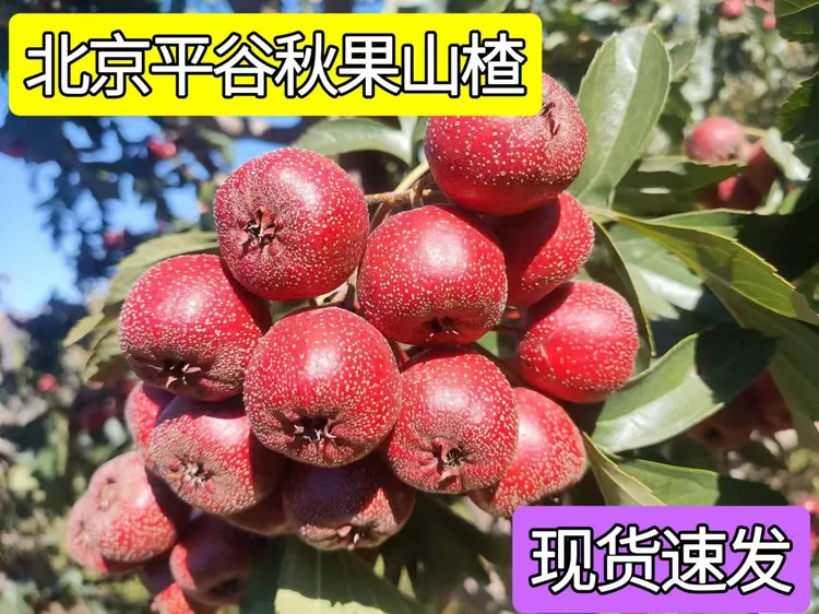 【精选秋果】甜酸爽口沙面果肉冰糖葫芦不化糖无虫颜色好果形圆润