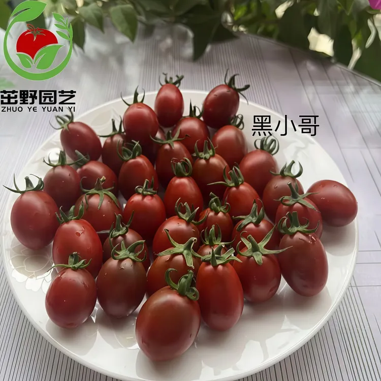 黑小哥番茄种子F1韩国进口咖啡色小番茄种籽香味浓郁阳台蔬菜种孑