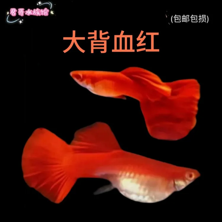 精品美系血红超大背孔雀鱼、小型热带观赏鱼、带胎发货.