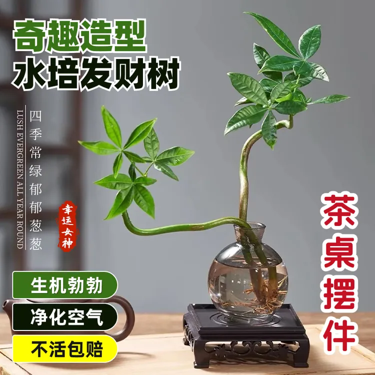 水培奇趣造型发财树室内桌面绿植四季常青好养盆栽茶桌摆件客厅花
