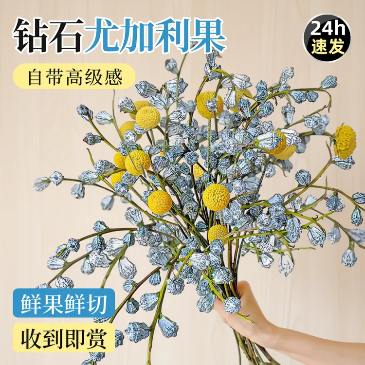 钻石尤加利果鲜花干花干果真花鲜切新果大枝云南基地直发现采花材