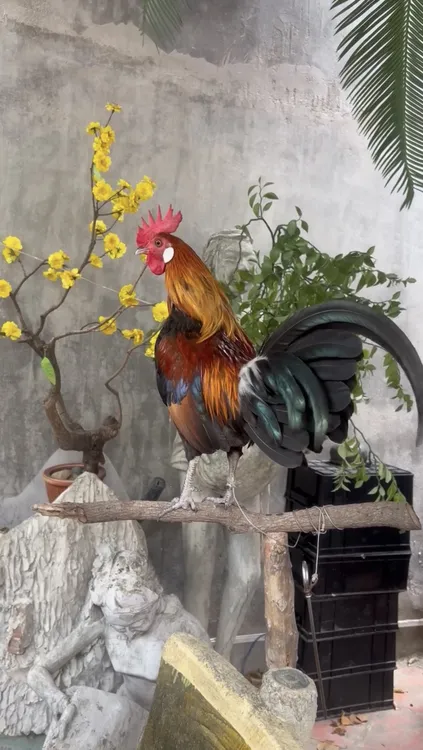 正宗一代白耳茶花鸡原鸡越南血统大白耳精品高纯成年鸡生鲜整鸡