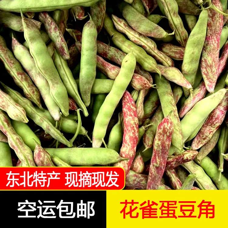 东北特产花雀蛋豆角鼓豆豆角豆大饱满软烂易熟2/3/5斤空运包邮