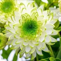 【绿天赞】大花富贵菊九月菊花苗盆栽适合室内外庭院阳台种植