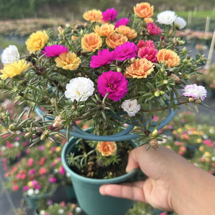 棒棒糖造型太阳花