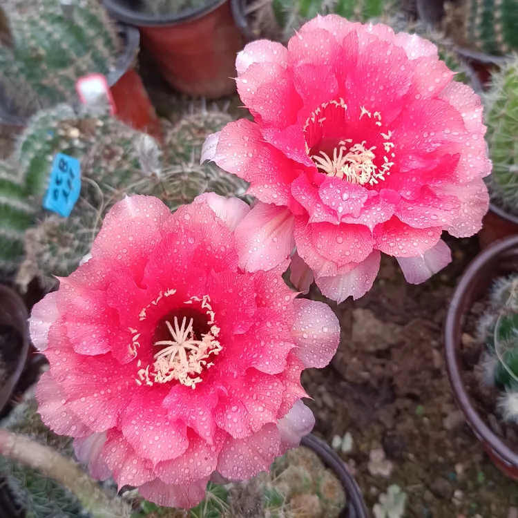 HY830彩草仙人球重瓣大花 球径7公分一物一拍包对版