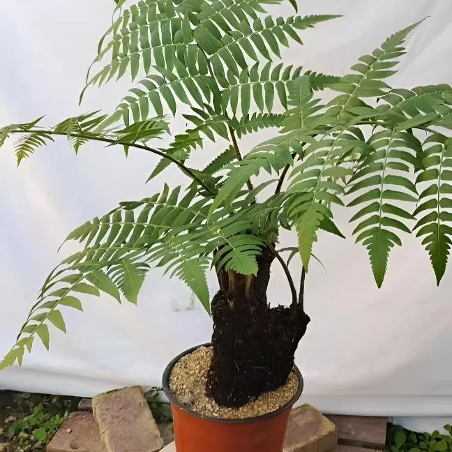 甲醛吸收绿植网红蕨类植物四季常青室内办公室茶桌盆栽易土培水培