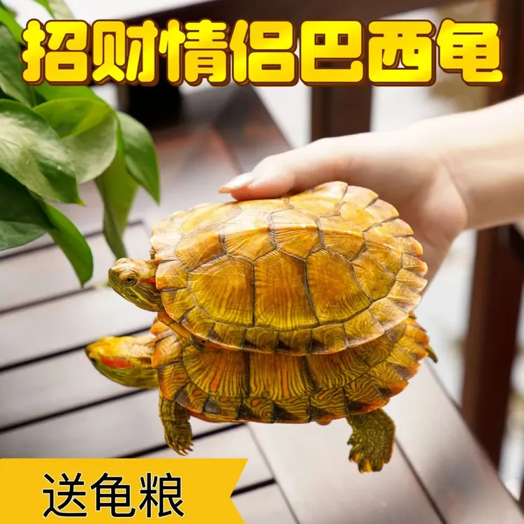 黄金招财龟巴西小乌龟活体龟观赏特大情侣龟家庭宠物龟巴西龟活物