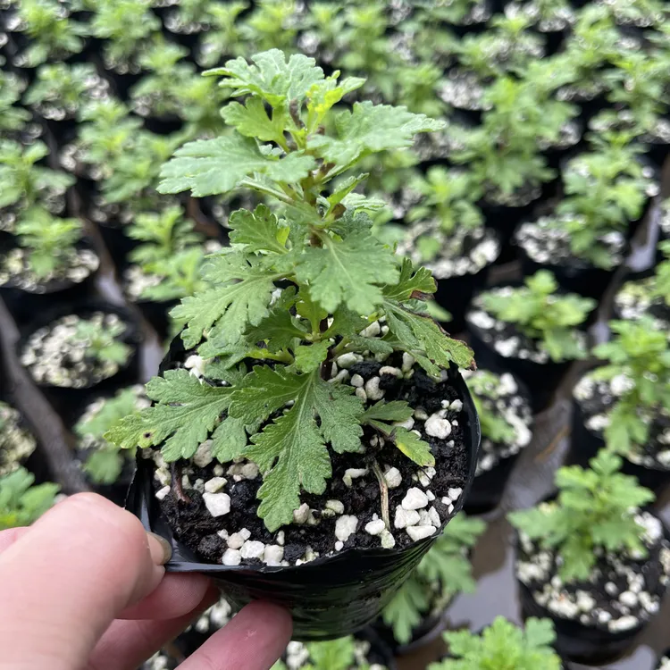 野知白峰木本菊（变色龙）（2颗小皮盆）